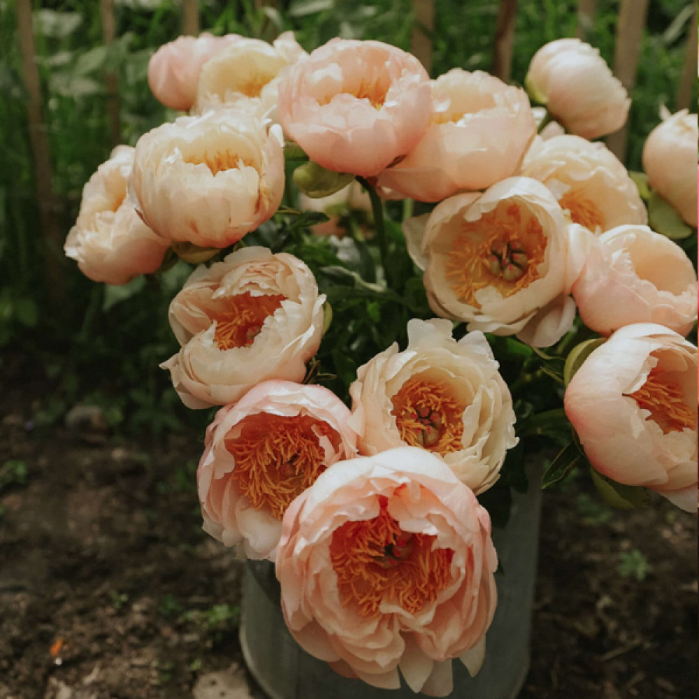 Әйелімнің досымен онлайн секс Мәскеудің үлкен есектерінің суреттері